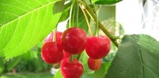 Вишневый сезон - Сад и огород Вишня (Cherry)