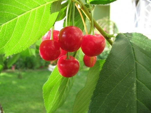 Вишня Вишня (Cherry)