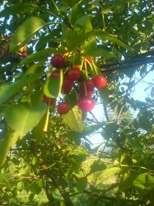 Вишня (Cherry)