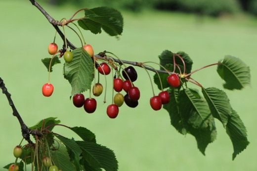 Вишня (Cherry)