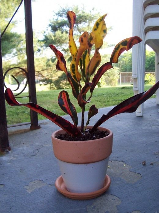 Кротон или кодиеум (Codiaeum)