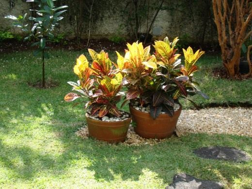 Кротон или кодиеум (Codiaeum)