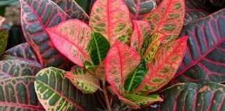 Кротон или кодиеум (Codiaeum)