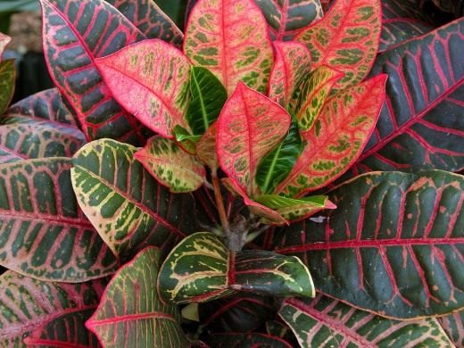 Кротон или кодиеум (Codiaeum)