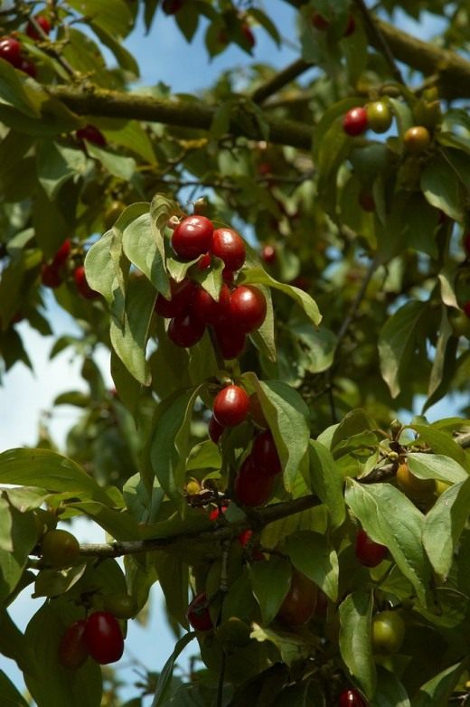 Кизил обыкновенный (Cornelian Cherry)