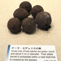 Африканский грецкий орех, или Коула съедобная (Coula edulis) Африканский грецкий орех, или Коула съедобная (Coula edulis)