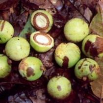 Африканский грецкий орех, или Коула съедобная (Coula edulis) Африканский грецкий орех, или Коула съедобная (Coula edulis)