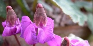 Цикламен (Cyclamen)