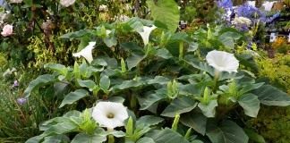 Дурман, или Датура (Datura)