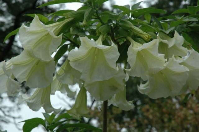 Дурман, или Датура (Datura) Дурман, или Датура (Datura)