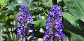 Дихоризандра букетоцветная (Dichorisandra thyrsiflora)
