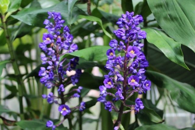 Дихоризандра букетоцветная (Dichorisandra thyrsiflora) Дихоризандра букетоцветная (Dichorisandra thyrsiflora)