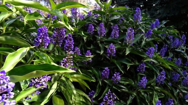 Дихоризандра букетоцветная (Dichorisandra thyrsiflora) Дихоризандра букетоцветная (Dichorisandra thyrsiflora)
