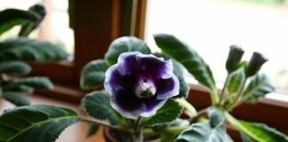 Синнингия красивая, или Глоксиния (Sinningia speciosa), сорт 'Kaiser Wilhelm'