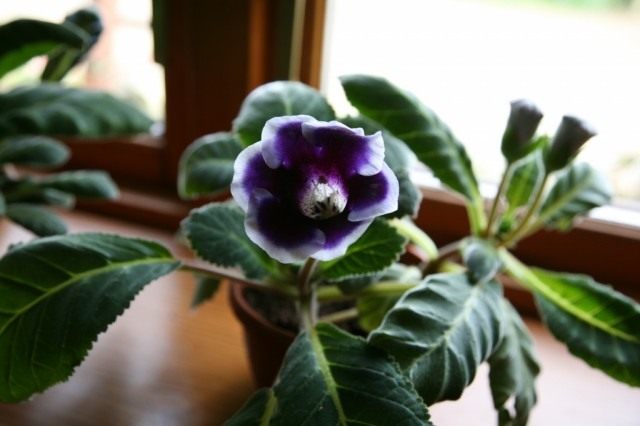 Синнингия красивая, или Глоксиния (Sinningia speciosa), сорт 'Kaiser Wilhelm' Синнингия красивая, или Глоксиния (Sinningia speciosa), сорт 'Kaiser Wilhelm'