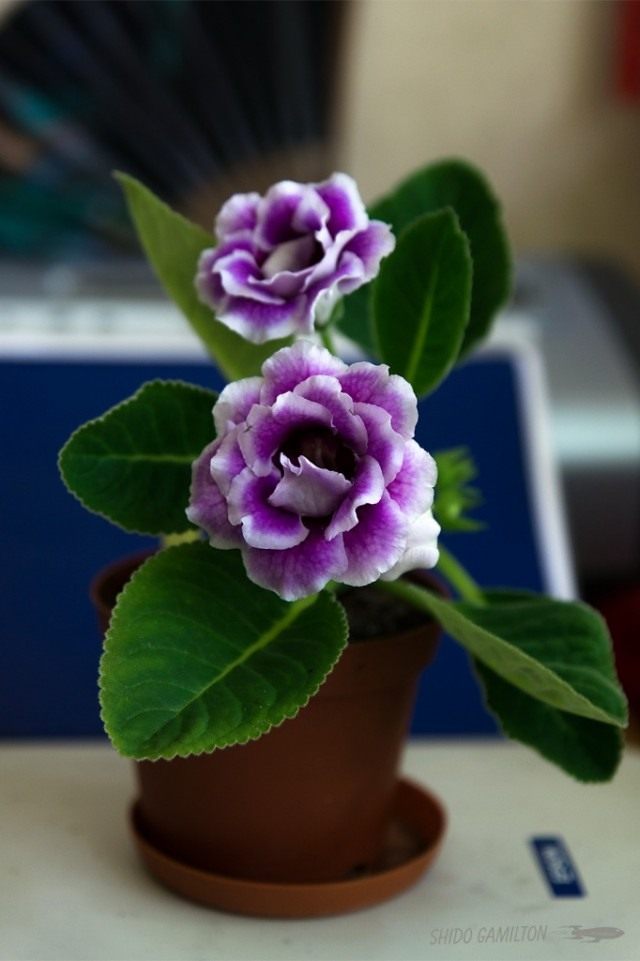 Синнингия красивая, или Глоксиния гибридная (Sinningia speciosa), сорт 'Burgundia Quine' Синнингия красивая, или Глоксиния гибридная (Sinningia speciosa), сорт 'Burgundia Quine'