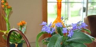 Комнатные растения