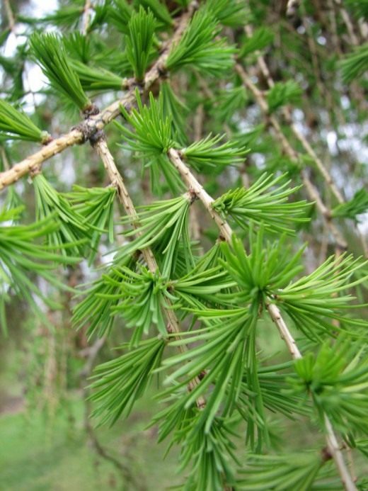 Лиственница (Larch)