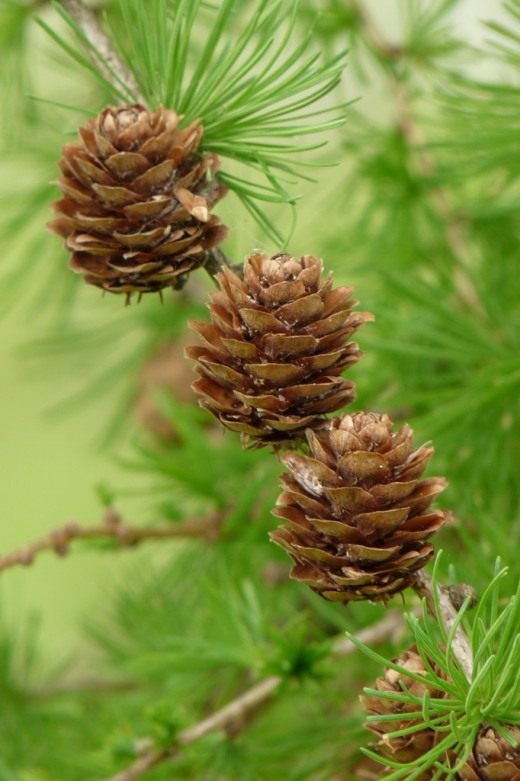 Лиственница (Larch)