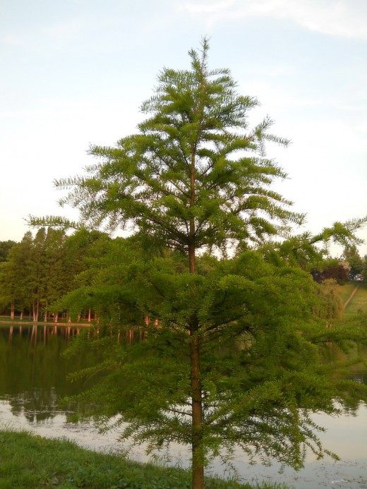 Лиственница (Larch)