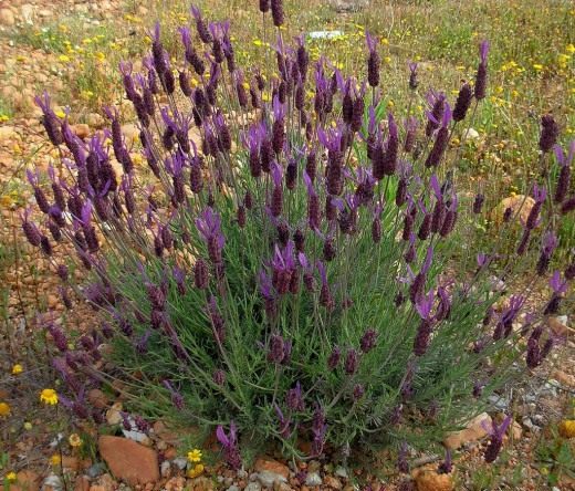 Лаванда (Lavender)