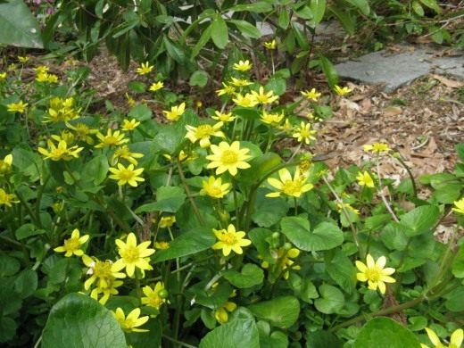 Лютик весенний (Lesser celandine)