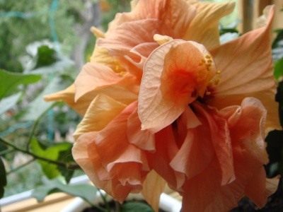 Гибискус "Mango Moon" Гибискус "Mango Moon"