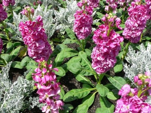 Левкой или Маттиола летнее (Matthiola incana)