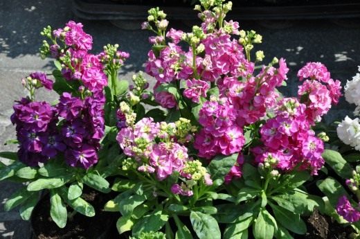 Левкой или Маттиола летнее (Matthiola incana)