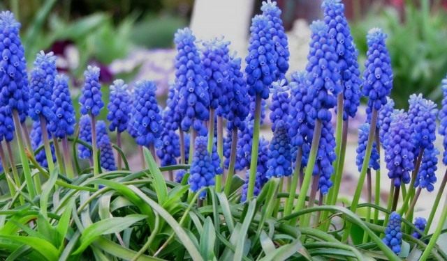 Мускари (Muscari) Мускари (Muscari)