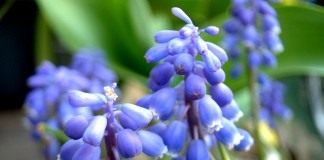 Мускари (Muscari)