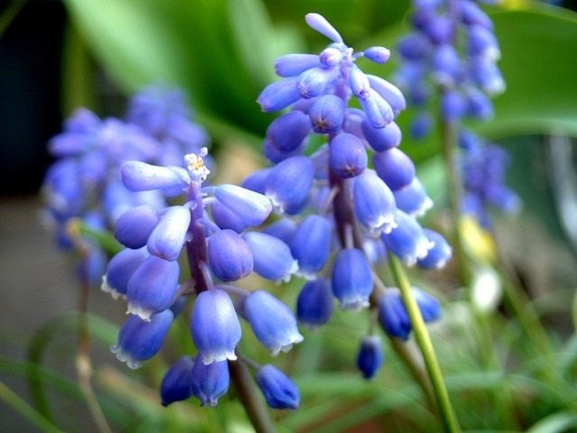Мускари (Muscari) Мускари (Muscari)