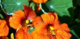 Настурция (Nasturtium)