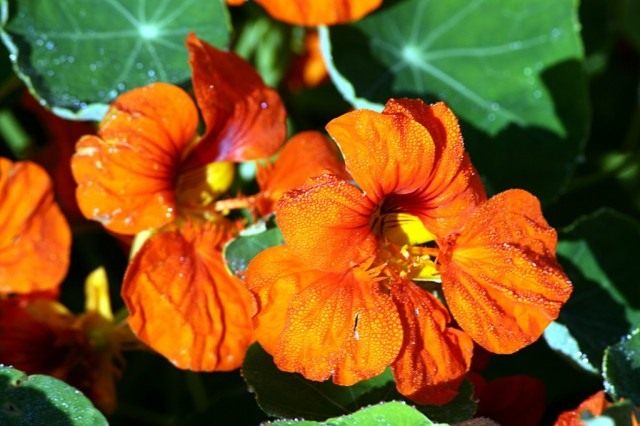 Настурция (Nasturtium) Настурция (Nasturtium)
