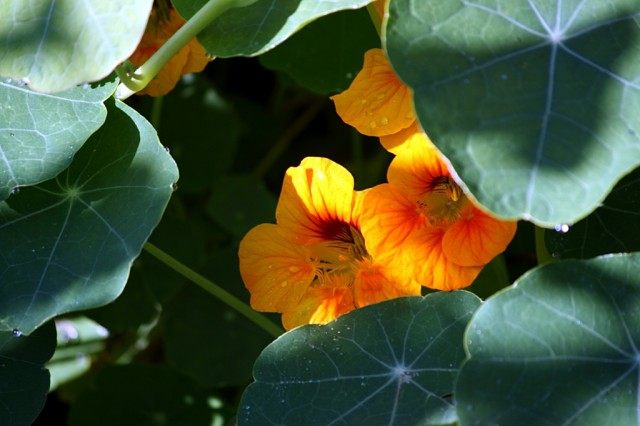 Настурция (Nasturtium) Настурция (Nasturtium)