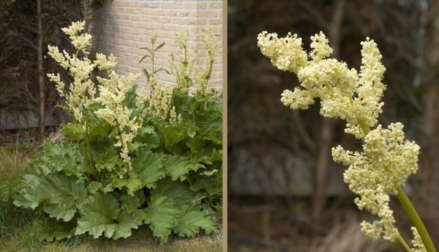 Ревень, общий вид на цветущее растение (справа) и соцветия (слева)
