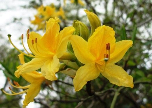 Рододендрон (Rhododendron)