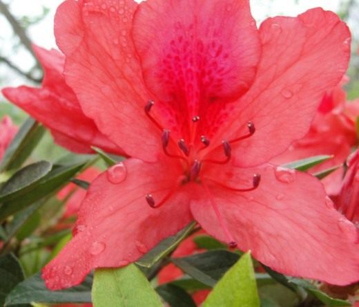 Рододендрон (Rhododendron) Рододендрон (Rhododendron)