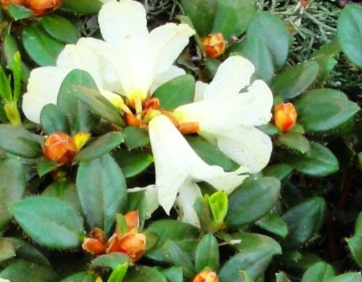 Рододендрон (Rhododendron)