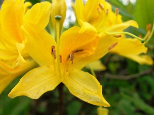Рододендрон (Rhododendron)