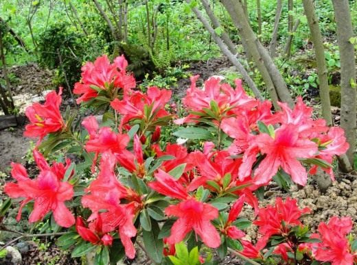 Рододендрон (Rhododendron)