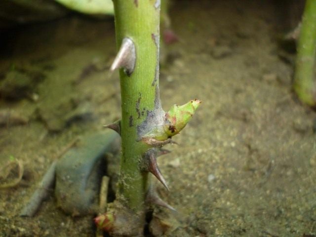 Укоренившийся черенок розы с распускающимися почками Укоренившийся черенок розы с распускающимися почками