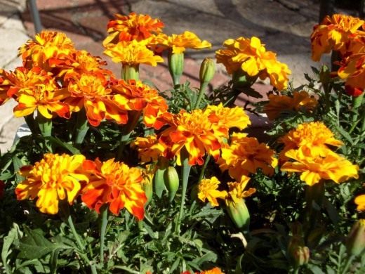 Бархатцы (Tagetes)
