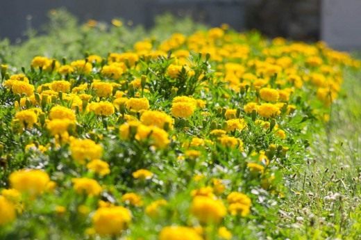Бархатцы (Tagetes)