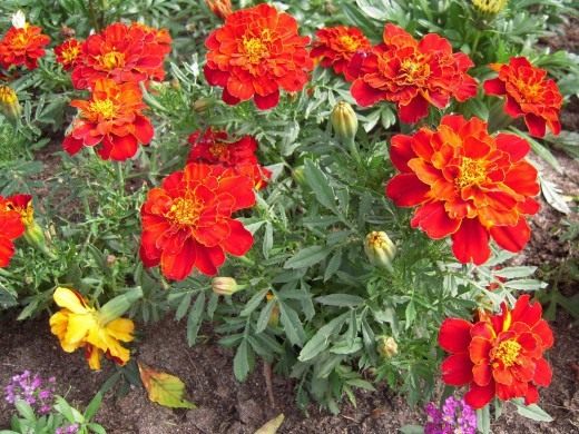 Бархатцы (Tagetes)