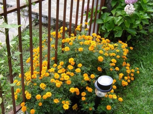 Бархатцы (Tagetes)