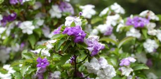 Брунфельсия южная (Brunfelsia australis)