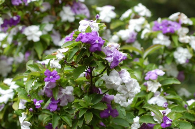 Брунфельсия южная (Brunfelsia australis) Брунфельсия южная (Brunfelsia australis)