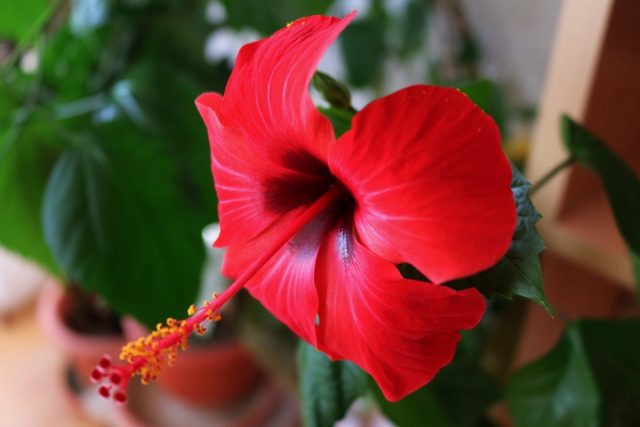 Гибискус (Hibiscus) Гибискус (Hibiscus)