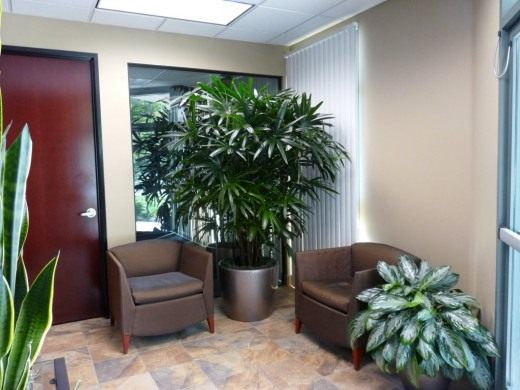 Комнатные растения в холле (houseplant in the lobby)